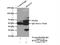 RNA Guanylyltransferase And 5'-Phosphatase antibody, 12430-1-AP, Proteintech Group, Immunoprecipitation image 