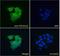 Protein Phosphatase 1 Regulatory Subunit 12A antibody, NBP2-75097, Novus Biologicals, Immunocytochemistry image 