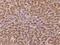 Solute Carrier Family 22 Member 24 antibody, 204887-T08, Sino Biological, Immunohistochemistry frozen image 