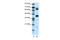 E2F Transcription Factor 2 antibody, 27-375, ProSci, Western Blot image 