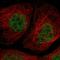 General Transcription Factor IIIA antibody, HPA007990, Atlas Antibodies, Immunofluorescence image 