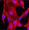 Beta-Actin antibody, NBP1-47423, Novus Biologicals, Immunofluorescence image 