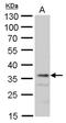 Mortality Factor 4 Like 1 antibody, PA5-78349, Invitrogen Antibodies, Western Blot image 