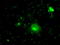 Prolactin antibody, LS-C114802, Lifespan Biosciences, Immunofluorescence image 