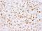 Pleiotropic Regulator 1 antibody, IHC-00404, Bethyl Labs, Immunohistochemistry paraffin image 