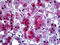 Serpin Family A Member 3 antibody, 51-668, ProSci, Immunohistochemistry frozen image 