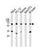 Pyruvate Kinase M1/2 antibody, MBS9206786, MyBioSource, Western Blot image 