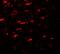 Unc-51 Like Kinase 4 antibody, LS-B10173, Lifespan Biosciences, Immunofluorescence image 