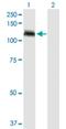Tubulin Gamma Complex Associated Protein 5 antibody, H00114791-D01P, Novus Biologicals, Western Blot image 
