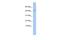 Purinergic Receptor P2X 5 antibody, PA5-41079, Invitrogen Antibodies, Western Blot image 