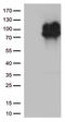 Interferon Lambda Receptor 1 antibody, LS-C799938, Lifespan Biosciences, Western Blot image 