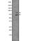 MYB Proto-Oncogene, Transcription Factor antibody, abx216988, Abbexa, Western Blot image 