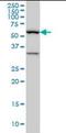 BAI1 Associated Protein 2 Like 1 antibody, orb89791, Biorbyt, Western Blot image 