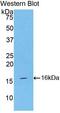 Inhibin Subunit Alpha antibody, LS-C372520, Lifespan Biosciences, Western Blot image 