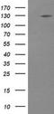 Phosphatidylinositol-4,5-Bisphosphate 3-Kinase Catalytic Subunit Gamma antibody, LS-C787492, Lifespan Biosciences, Western Blot image 