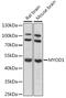 Myogenic Differentiation 1 antibody, 16-497, ProSci, Western Blot image 