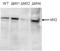 KMT2B antibody, TA347232, Origene, Western Blot image 