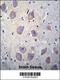 Arrestin Beta 1 antibody, 56-170, ProSci, Immunohistochemistry paraffin image 