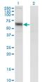 Solute Carrier Family 6 Member 16 antibody, MA5-21753, Invitrogen Antibodies, Western Blot image 