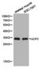 Uncoupling Protein 3 antibody, LS-C192926, Lifespan Biosciences, Western Blot image 