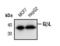 MTOR Associated Protein, LST8 Homolog antibody, MA5-14993, Invitrogen Antibodies, Western Blot image 