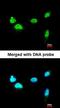 Scm Polycomb Group Protein Homolog 1 antibody, orb69898, Biorbyt, Immunofluorescence image 