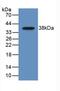 C-C Motif Chemokine Ligand 22 antibody, abx131766, Abbexa, Western Blot image 