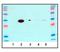 Lactate Dehydrogenase A antibody, 26-924, ProSci, Western Blot image 