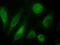 Teneurin Transmembrane Protein 3 antibody, GTX88606, GeneTex, Immunofluorescence image 