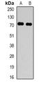 Transforming Growth Factor Beta Regulator 4 antibody, orb340709, Biorbyt, Western Blot image 