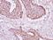 Acyl-CoA Thioesterase 9 antibody, GTX115724, GeneTex, Immunohistochemistry paraffin image 