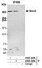 Sacsin Molecular Chaperone antibody, A305-325A, Bethyl Labs, Immunoprecipitation image 
