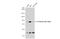 Phosphoinositide-3-Kinase Regulatory Subunit 1 antibody, GTX111068, GeneTex, Western Blot image 