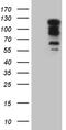 Teashirt Zinc Finger Homeobox 1 antibody, TA809993S, Origene, Western Blot image 