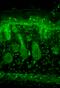 Potassium Voltage-Gated Channel Subfamily J Member 2 antibody, SMC-310D-A680, StressMarq, Immunohistochemistry frozen image 