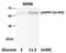 Protein Kinase AMP-Activated Catalytic Subunit Alpha 1 antibody, NB100-81784, Novus Biologicals, Western Blot image 