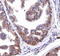 Next to BRCA1 gene 1 protein antibody, TA309759, Origene, Immunohistochemistry frozen image 