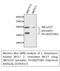 Mitogen-Activated Protein Kinase 8 antibody, STJ90317, St John