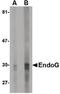 Endonuclease G antibody, MA5-15757, Invitrogen Antibodies, Western Blot image 