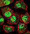 Kruppel Like Factor 9 antibody, abx028687, Abbexa, Immunofluorescence image 