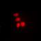DNA Polymerase Eta antibody, orb381963, Biorbyt, Immunofluorescence image 