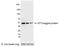 KT3 epitope tag antibody, NB110-40654, Novus Biologicals, Western Blot image 