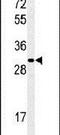 Nipsnap Homolog 2 antibody, PA5-25911, Invitrogen Antibodies, Western Blot image 