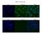 Guanine nucleotide-binding protein-like 3-like protein antibody, NBP1-55241, Novus Biologicals, Immunofluorescence image 