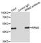 Ribonucleotide Reductase Regulatory Subunit M2 antibody, LS-C333948, Lifespan Biosciences, Immunoprecipitation image 