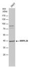 Mitochondrial Ribosomal Protein L38 antibody, PA5-78561, Invitrogen Antibodies, Western Blot image 
