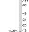 Receptor Activity Modifying Protein 1 antibody, LS-C199984, Lifespan Biosciences, Western Blot image 