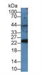 Peroxiredoxin 4 antibody, LS-C298489, Lifespan Biosciences, Western Blot image 