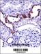 Mucolipin 1 antibody, 57-113, ProSci, Immunohistochemistry frozen image 