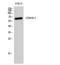 CDK5 Regulatory Subunit Associated Protein 1 Like 1 antibody, A02489, Boster Biological Technology, Western Blot image 